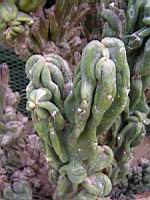 Cereus jamacaru, forme monstrueuse (fam Cactacees) (Bresil) (3) (Photo F. Mrugala)